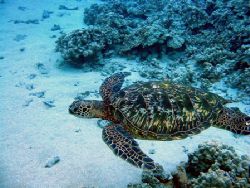 Hey, Nice Shell! Young Hawaiian Green Sea Turtle photogra... by Todd Meadows 